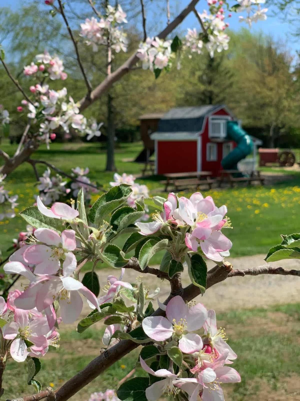 The Cortland Cottage At Brant'S Apple Orchard Ashtabula Esterno foto